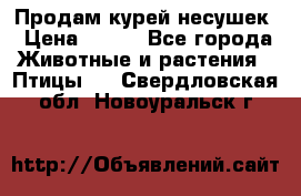 Продам курей несушек › Цена ­ 350 - Все города Животные и растения » Птицы   . Свердловская обл.,Новоуральск г.